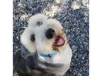 Old English Sheepdog Puppy for sale in Saratoga Springs, UT, USA