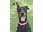 Adopt Draco 3186 a Doberman Pinscher