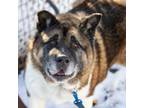 Adopt Kuma a Akita