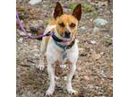 Adopt Uno - City of Industry Location a Rat Terrier
