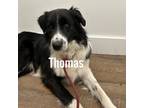 Adopt Thomas a Border Collie, Mixed Breed