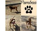 Adopt Pumbaa a Pit Bull Terrier