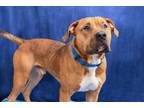 Adopt Tyson a Pit Bull Terrier