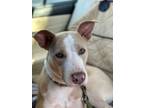 Adopt Latte a Pit Bull Terrier