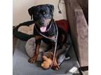 Adopt Kiaju a Rottweiler