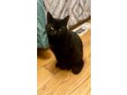 Adopt Rigby a Bombay, Domestic Short Hair
