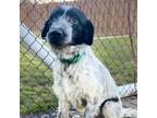 Adopt Noodles a German Wirehaired Pointer