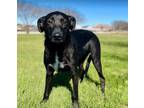 Adopt Blackberry a Labrador Retriever