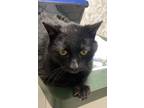 Adopt Eugene a Domestic Short Hair