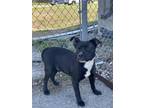 Adopt MALCOM a Pit Bull Terrier