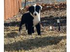 Australian Shepherd PUPPY FOR SALE ADN-749281 - 4 Australian Shepherds Looking