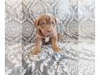 English Bulldog-Labrador Retriever Mix PUPPY FOR SALE ADN-749422 - English