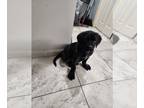 Mastiff PUPPY FOR SALE ADN-749676 - Female English Mastiff Puppy