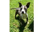 Adopt Slate a Pit Bull Terrier, Husky