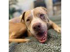 Adopt Guero a Pit Bull Terrier, Shepherd