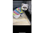 Adopt Freddy a Persian