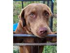Adopt Major $50 adoption SPECIAL a Labrador Retriever, Mixed Breed