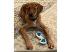 Adopt Roux a Golden Retriever, Catahoula Leopard Dog