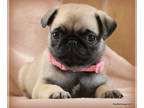 Pug PUPPY FOR SALE ADN-749560 - Beautiful Healthy AKC Pug Puppies