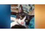 Adopt Taylor a Domestic Short Hair