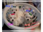 Maltese PUPPY FOR SALE ADN-749626 - 3 VERY SWEET PUREBRED MALTESE