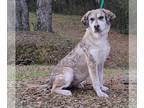 Australian Shepherd Mix DOG FOR ADOPTION RGADN-1209839 - 231715 Delilah -