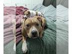 Boxer-Staffordshire Bull Terrier Mix DOG FOR ADOPTION RGADN-1209811 - THOMPSON -