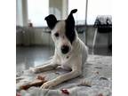 Adopt Happy a Rat Terrier