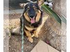 Australian Shepherd Mix DOG FOR ADOPTION RGADN-1209838 - Martin - Shetland