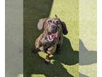 Plott Hound Mix DOG FOR ADOPTION RGADN-1209819 - Riggs - Plott Hound / Mixed