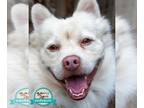Pomeranian-pomeranian spitz Mix DOG FOR ADOPTION RGADN-1209840 - Belmont -