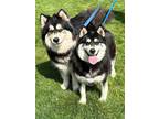 Adopt Ayuko and Anka a Alaskan Malamute