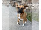 Boxer Mix DOG FOR ADOPTION RGADN-1209834 - Trixx - Boxer / Shepherd / Mixed