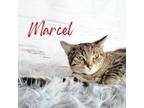 Adopt Marcel a Domestic Short Hair, Tabby