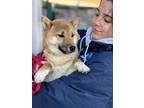 Adopt Nagoshi a Shiba Inu