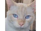 Adopt Wian (FIV+) 8313 a Domestic Short Hair, Siamese