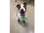 Adopt Willis a Mixed Breed