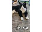 Adopt Chachi a Domestic Short Hair