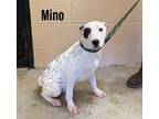 Adopt Mino a Dalmatian, Labrador Retriever