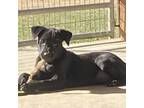 Adopt Ruger a Black Labrador Retriever