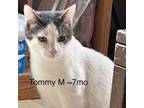 Adopt TOMMY a Domestic Medium Hair