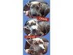 Adopt Chase a American Staffordshire Terrier, Shar-Pei