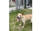 Adopt Skog a Pit Bull Terrier, Labrador Retriever