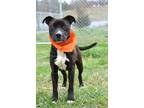 Adopt Henry - Adoptable a Terrier, Mixed Breed