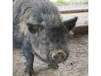 Adopt Clint Eastwood a Pig
