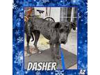 Adopt Dasher a Great Dane