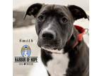 Adopt Harbor's Hunters: Smith a Mixed Breed