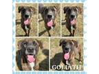 Adopt Goliath CFS230057553 a Labrador Retriever