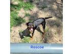 Adopt Roscoe a Miniature Pinscher, Black Labrador Retriever
