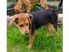 Adopt Teddy #snuggly-6 a German Shepherd Dog, Catahoula Leopard Dog